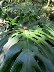 Monstera deliciosa