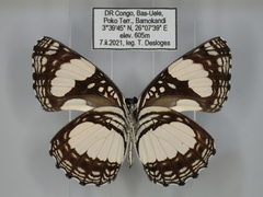 Neptis morosa