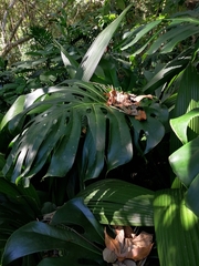 Monstera deliciosa