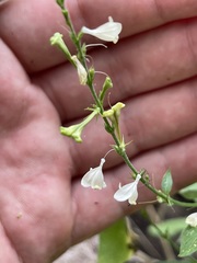 Aphanosperma sinaloense