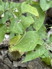 Aphanosperma sinaloense