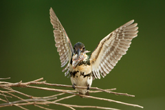 Green Kingfisher photo 5