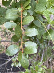 Sideroxylon peninsulare