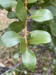 Sideroxylon peninsulare