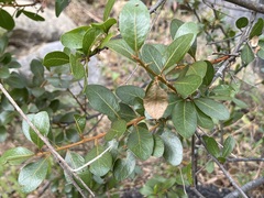 Sideroxylon peninsulare