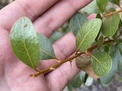 Sideroxylon peninsulare