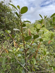 Sideroxylon peninsulare