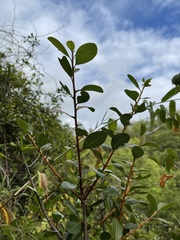 Sideroxylon peninsulare