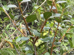 Sideroxylon peninsulare