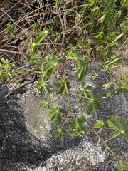 Manihot chlorosticta