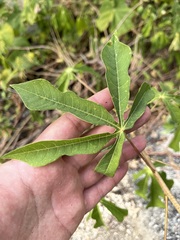 Manihot chlorosticta