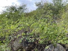 Manihot chlorosticta