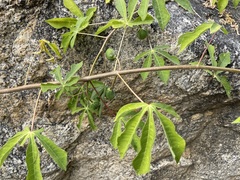 Manihot chlorosticta