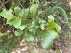 Sideroxylon peninsulare