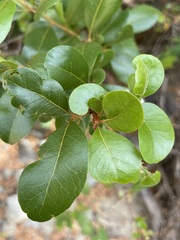 Sideroxylon peninsulare