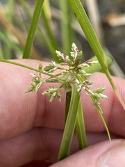 Cyperus dioicus