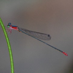 Teinobasis ruficollis