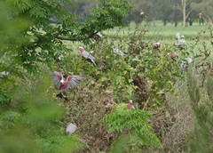 Eolophus roseicapilla