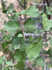 Malpighia diversifolia
