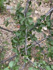 Malpighia diversifolia