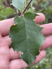 Malpighia diversifolia