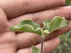 Malpighia diversifolia