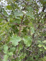 Malpighia diversifolia