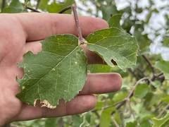 Malpighia diversifolia