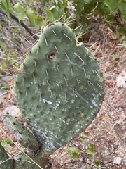 Opuntia caboensis