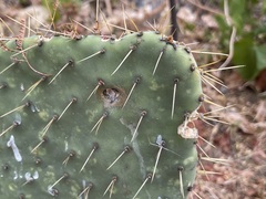 Opuntia caboensis