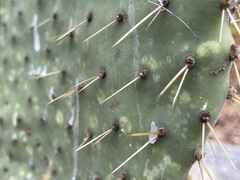 Opuntia caboensis