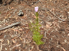 Coopernookia barbata