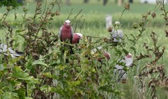 Eolophus roseicapilla