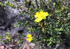 Hibbertia devitata