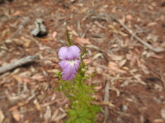 Coopernookia barbata