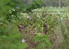 Eolophus roseicapilla