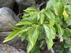 Colubrina triflora