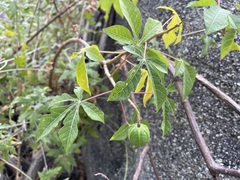 Manihot chlorosticta