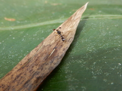 Teleopsis quadriguttata