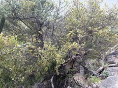 Sideroxylon peninsulare