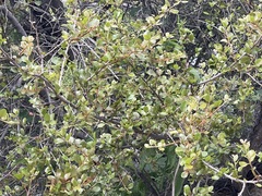 Sideroxylon peninsulare