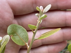 Sideroxylon peninsulare