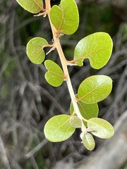 Sideroxylon peninsulare
