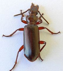 Goniotropis parca