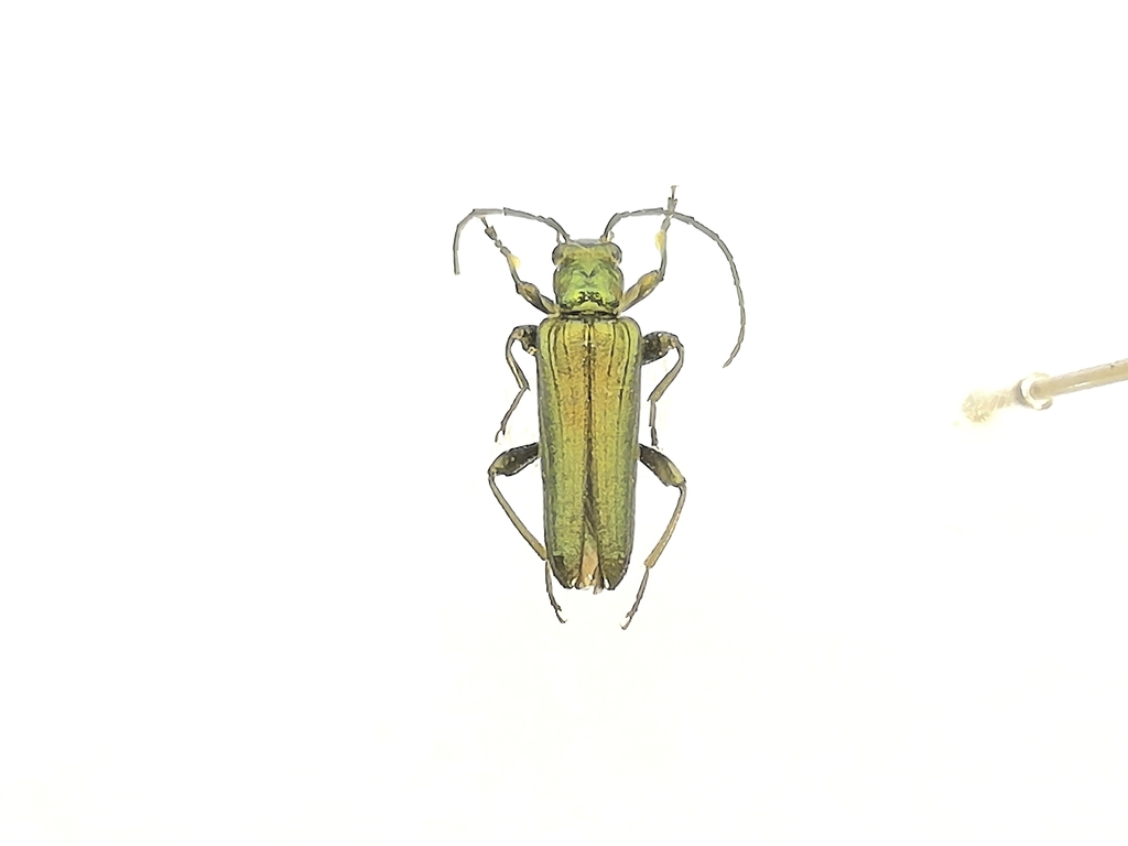 Anogcodes seladonius