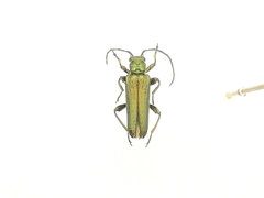Anogcodes seladonius