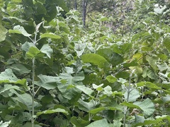 Buddleja crotonoides