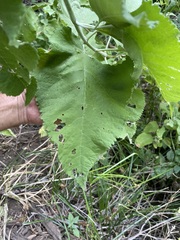 Buddleja crotonoides