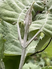 Buddleja crotonoides