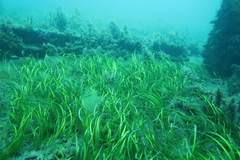 Posidonia australis